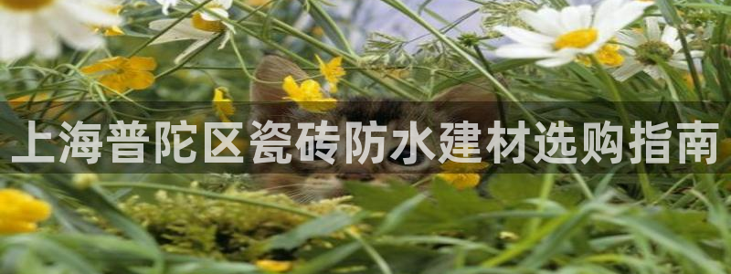 杏鑫平台注册网址是什么
