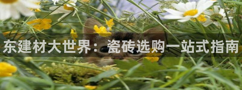 杏鑫平台测速怎么样