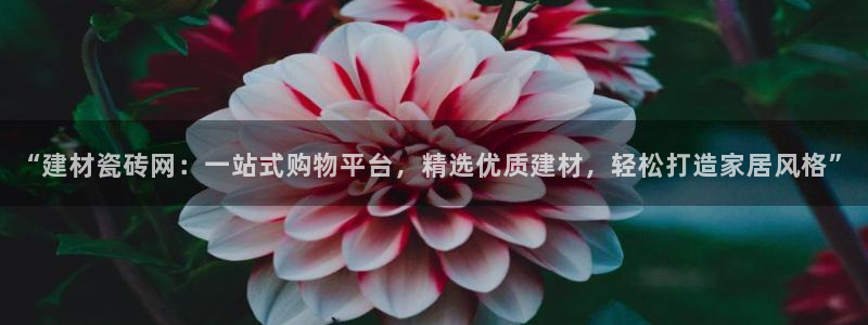 杏鑫娱乐开发团队