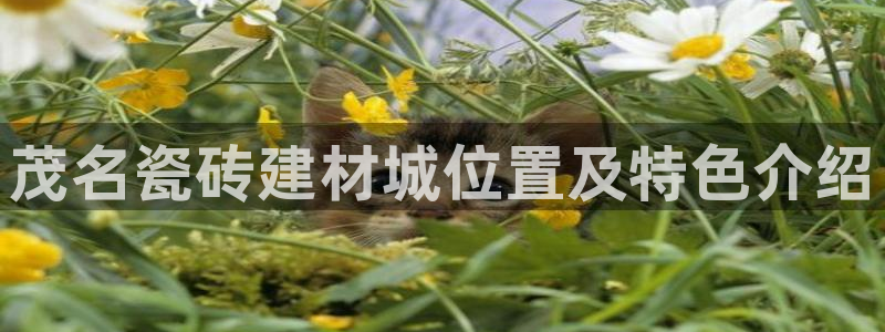 杏鑫平台代理注册多少钱