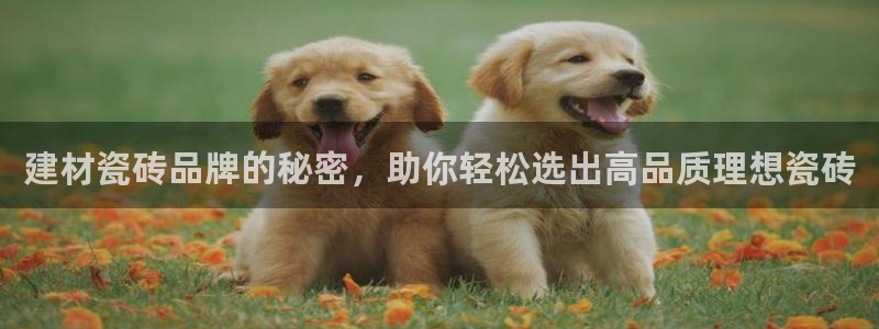 杏鑫平台注册地址是哪里